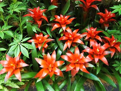 Guzmania lingulata